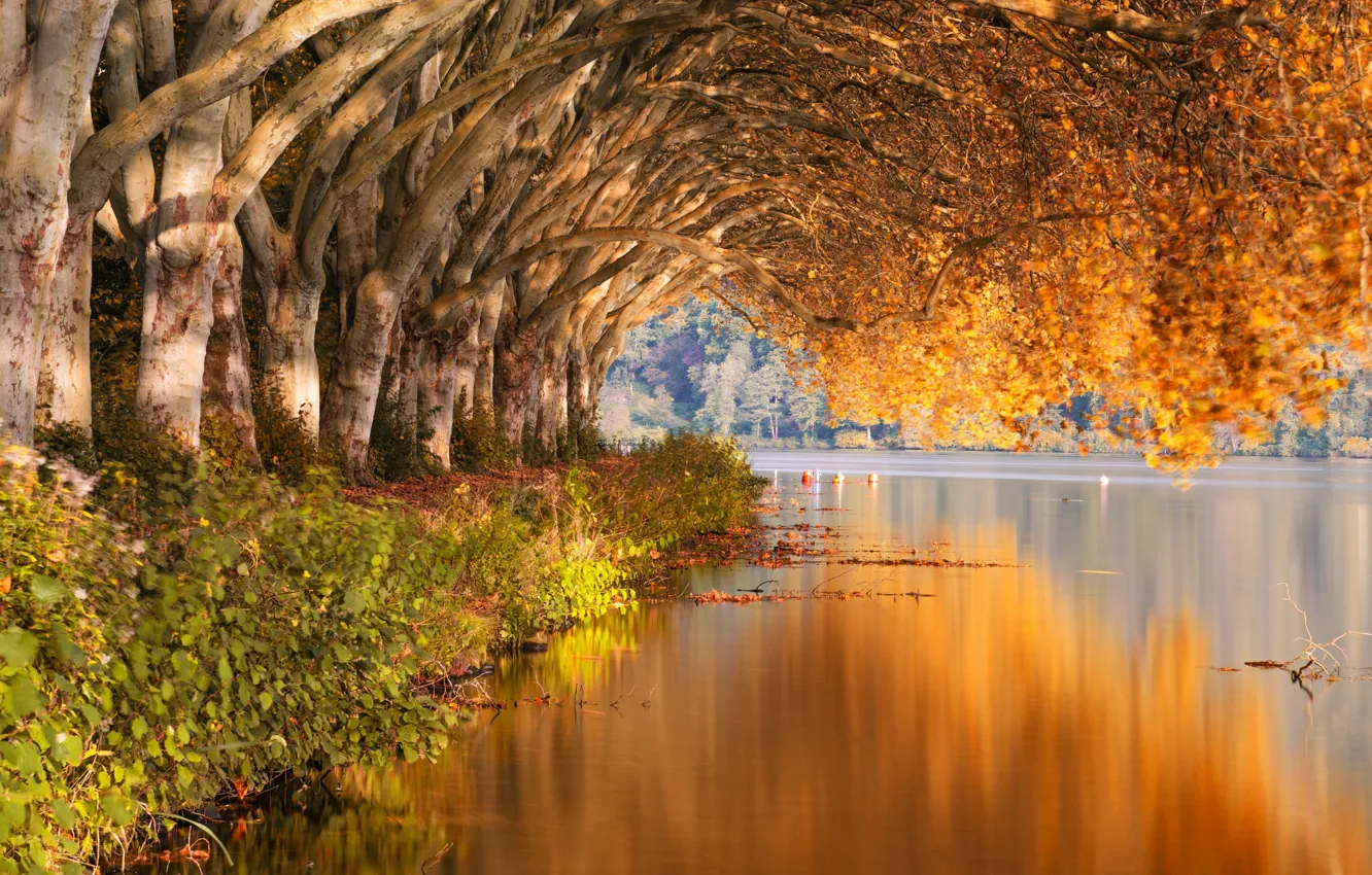 Photo wallpaper forest, trees, autumn, lake, landscapes, bushes, shore, reflection