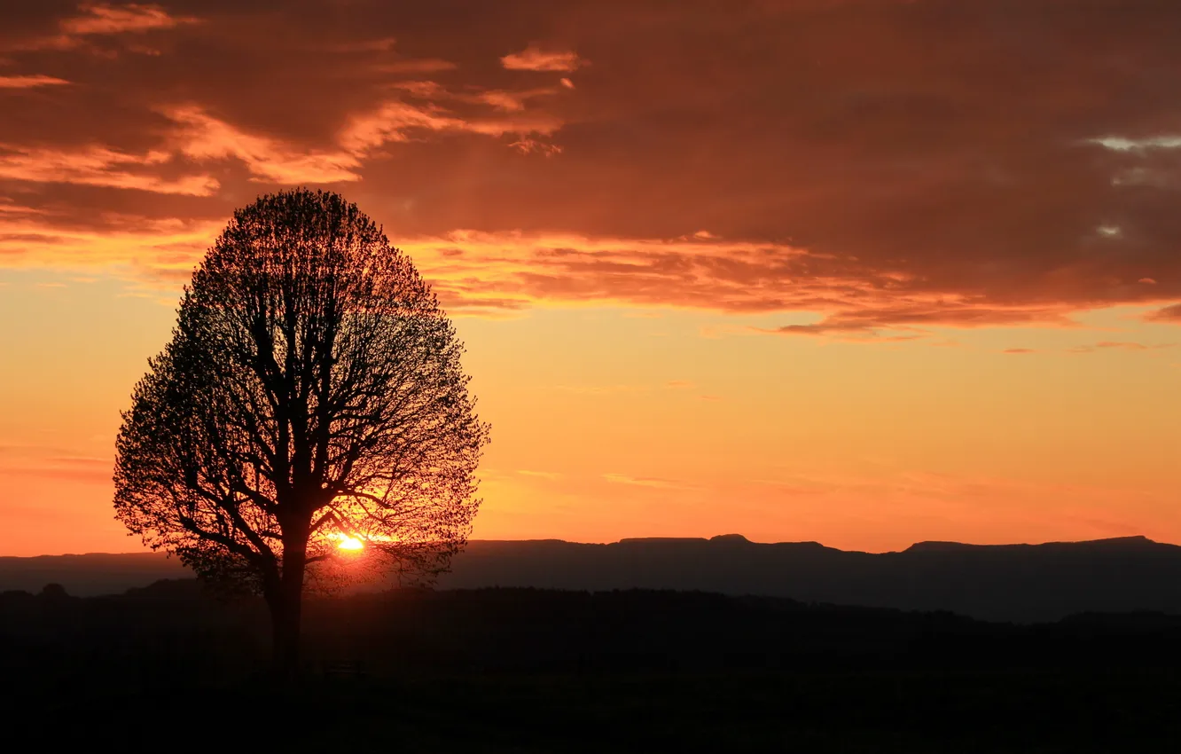 Photo wallpaper trees, landscape, sunset