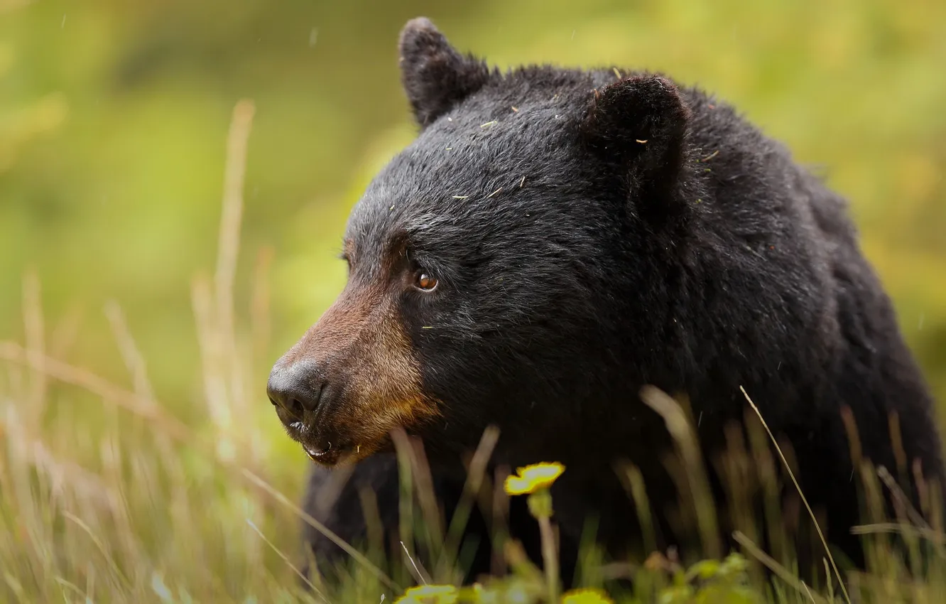 Photo wallpaper nature, background, bear