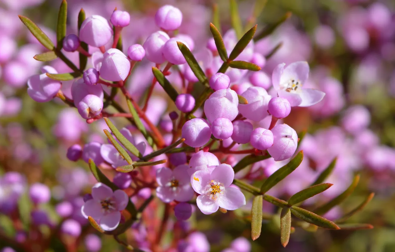 Photo wallpaper macro, flowers, buds, Boronia
