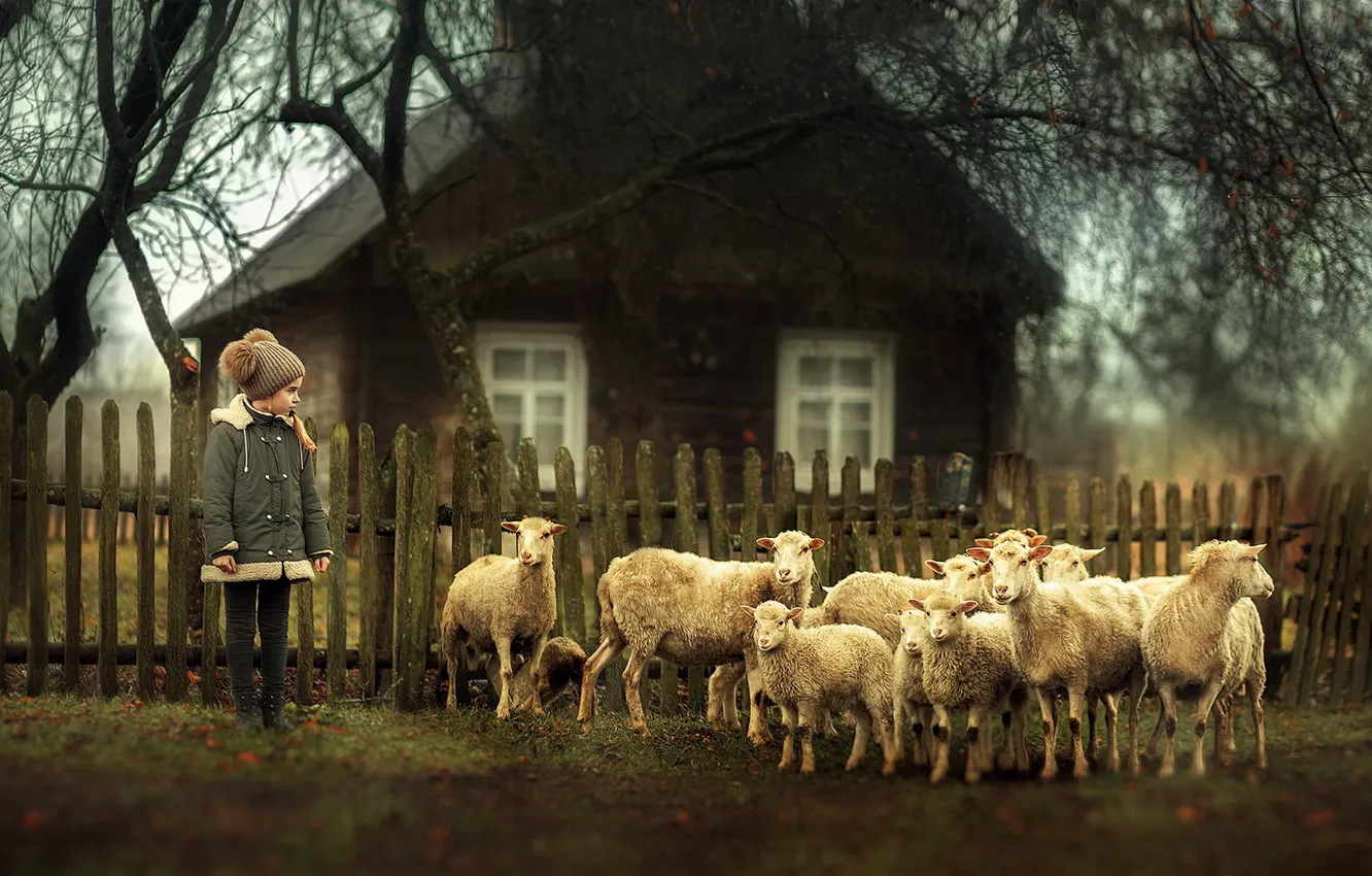 Photo wallpaper sheep, village, girl
