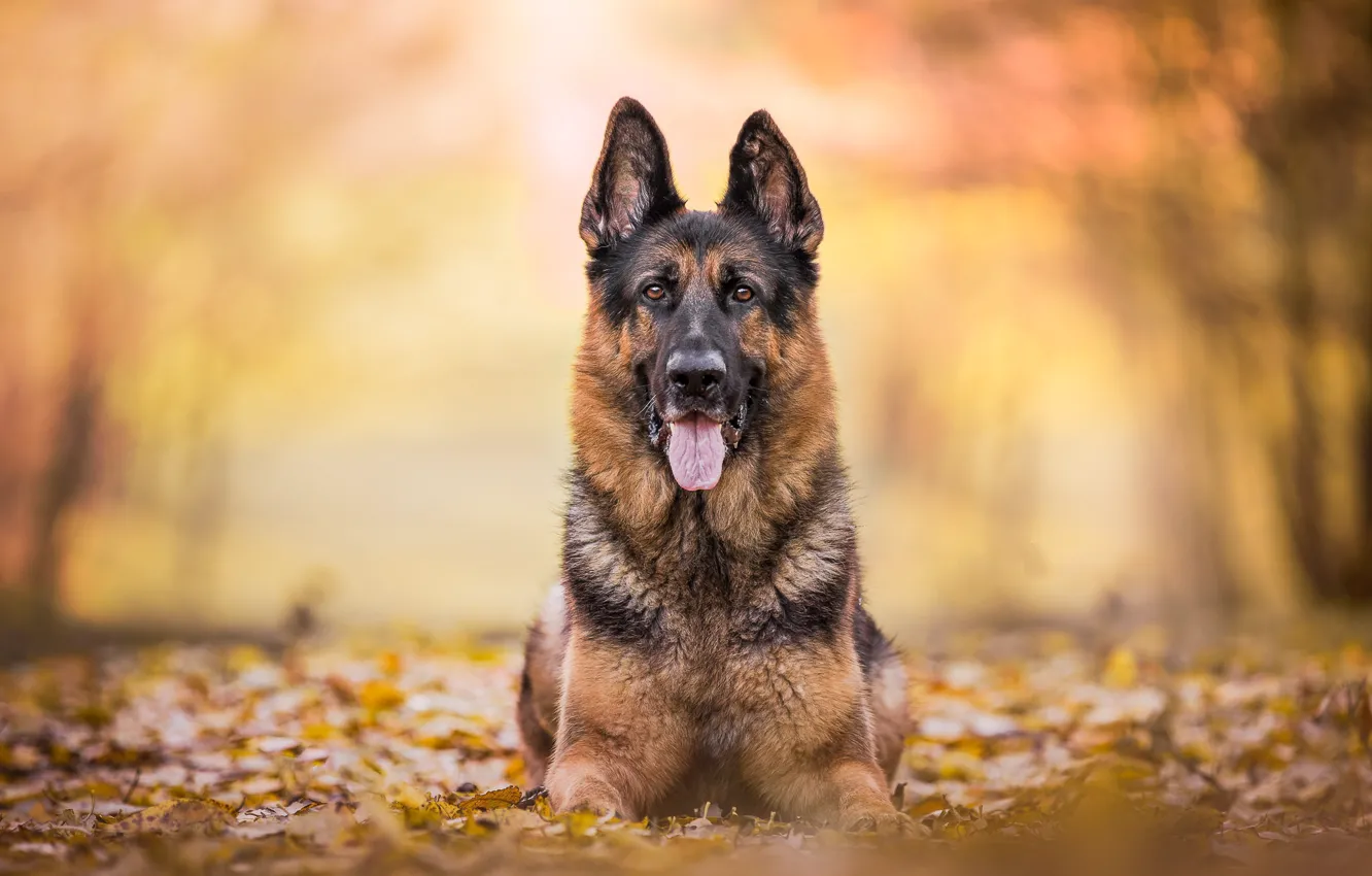 Photo wallpaper background, dog, clear