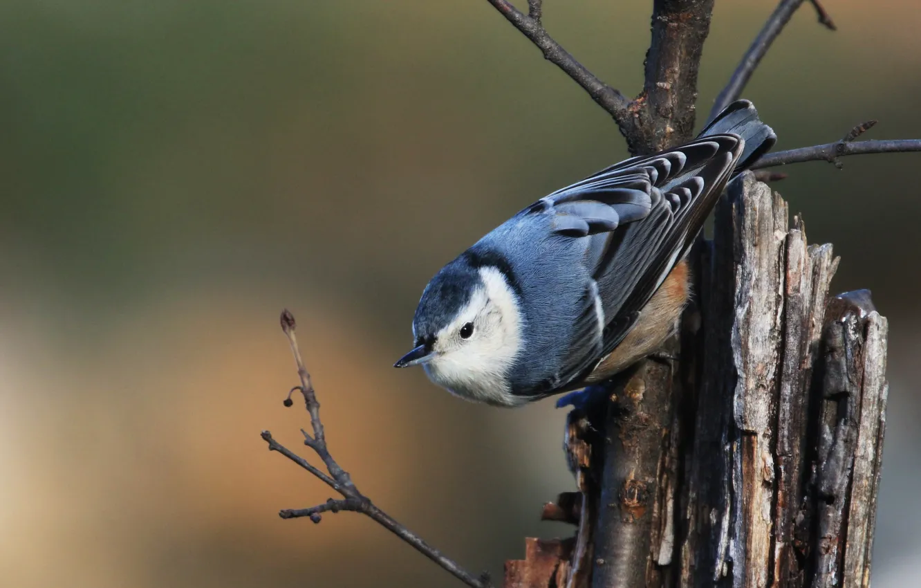 Photo wallpaper branches, background, bird, tree, Karolinska nuthatch