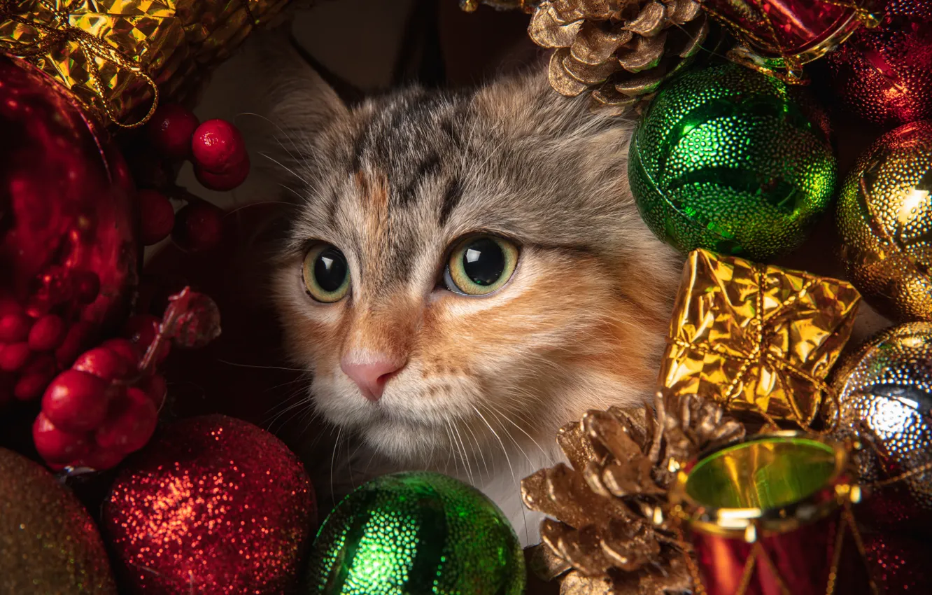 Photo wallpaper cat, cat, new year, face