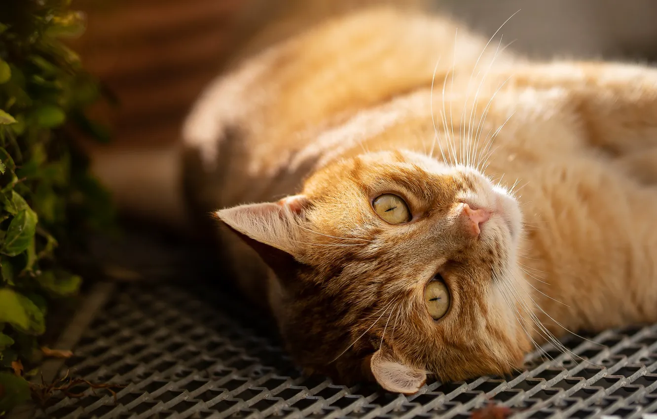 Photo wallpaper cat, cat, look, face, mesh, portrait, grille, lies