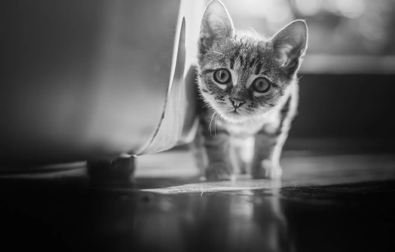 Photo wallpaper look, baby, black and white, kitty, monochrome