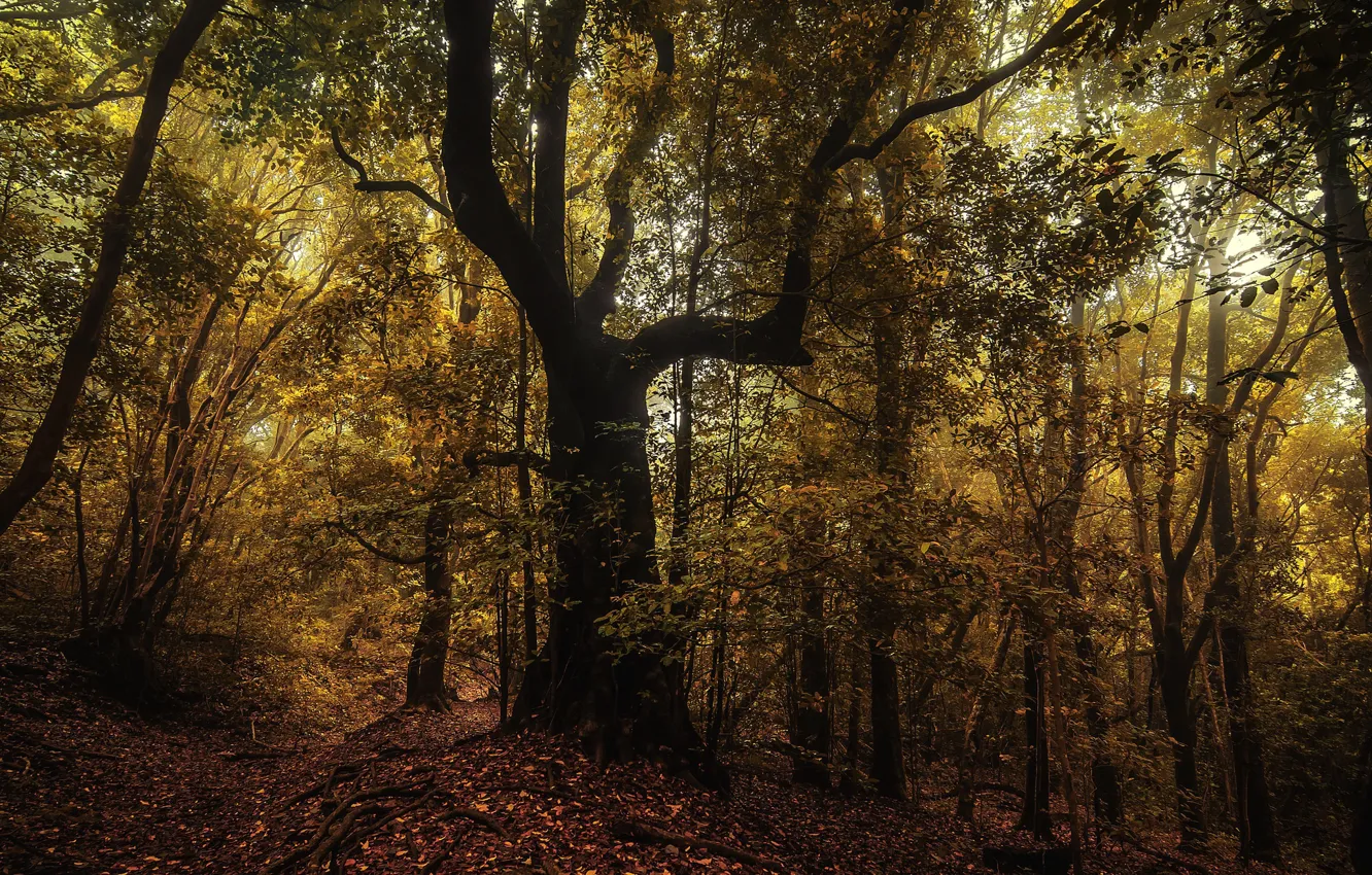 Photo wallpaper autumn, forest, trees