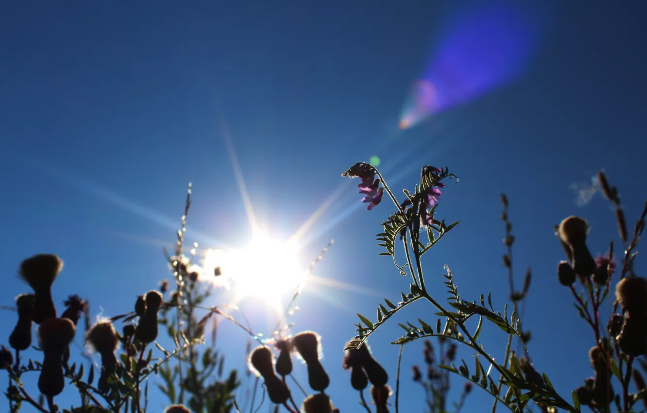 Photo wallpaper summer, the sun, heat, summer, sun