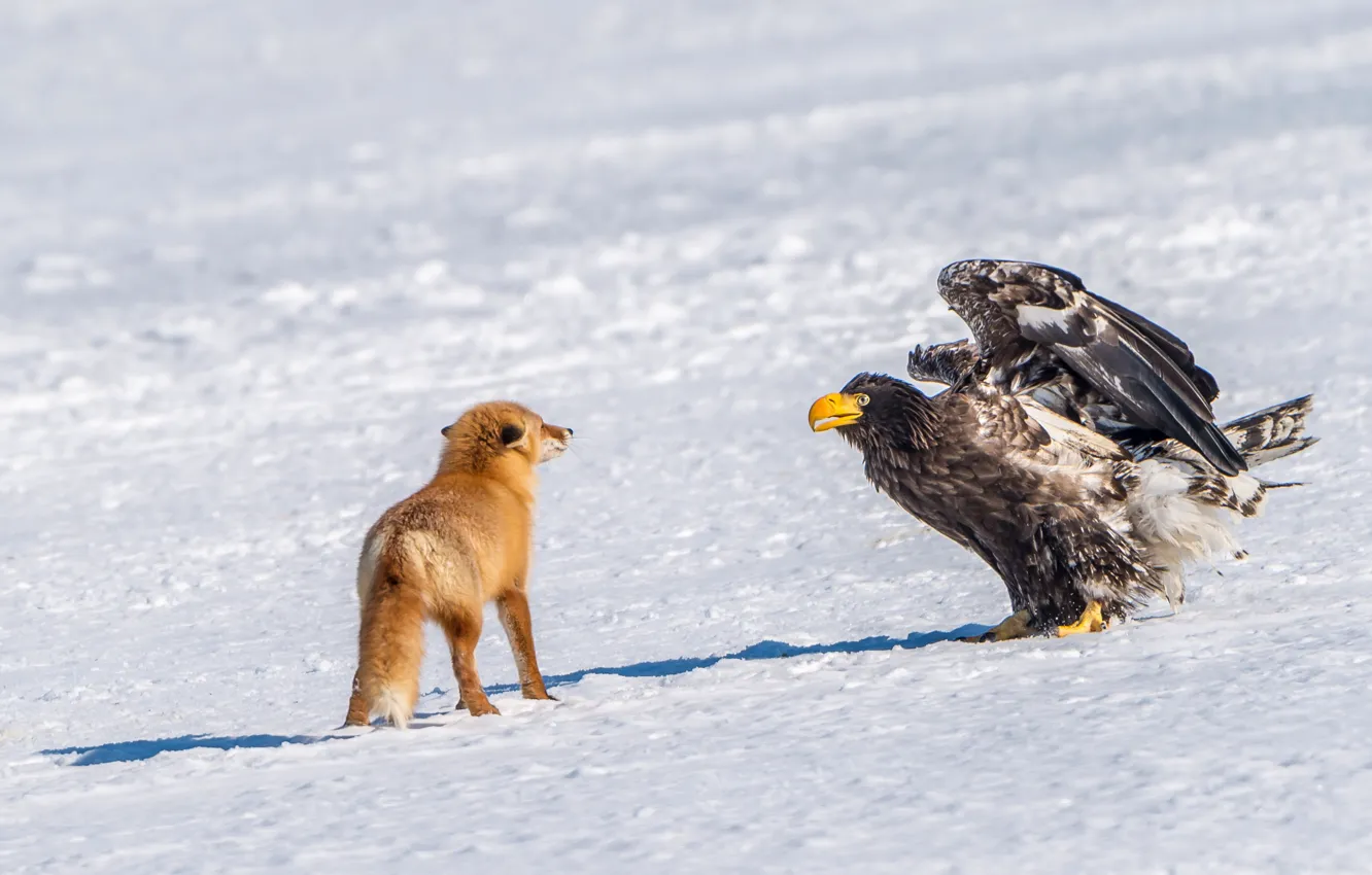 Photo wallpaper winter, snow, bird, meeting, predator, Fox, red, Steller's sea eagle