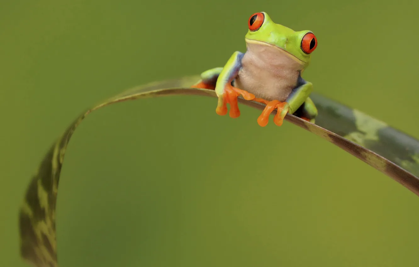 Photo wallpaper eyes, sheet, plant, frog