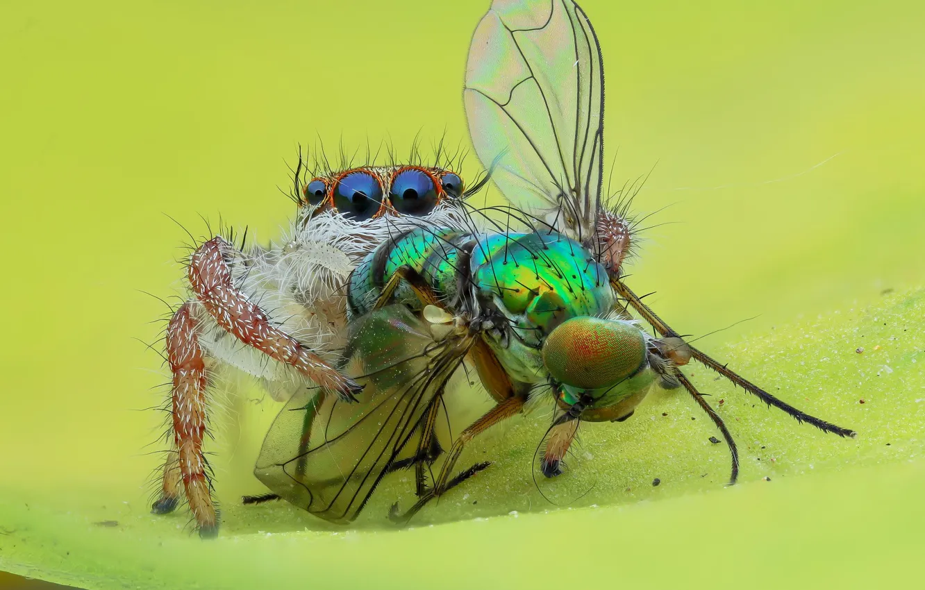 Photo wallpaper eyes, macro, fly, background, spider, insect, mining, jumper