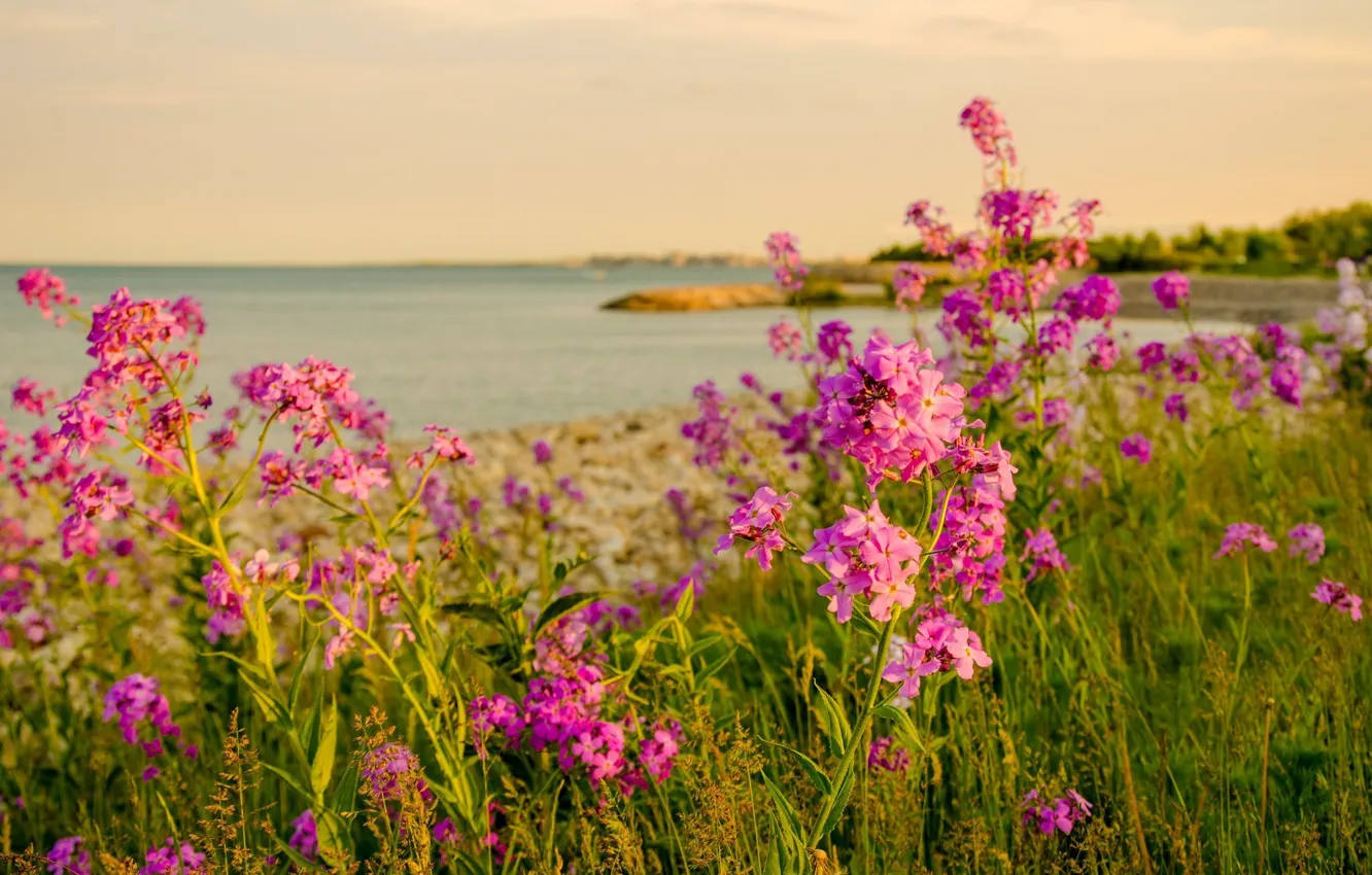 Photo wallpaper sea, flowers, nature, shore