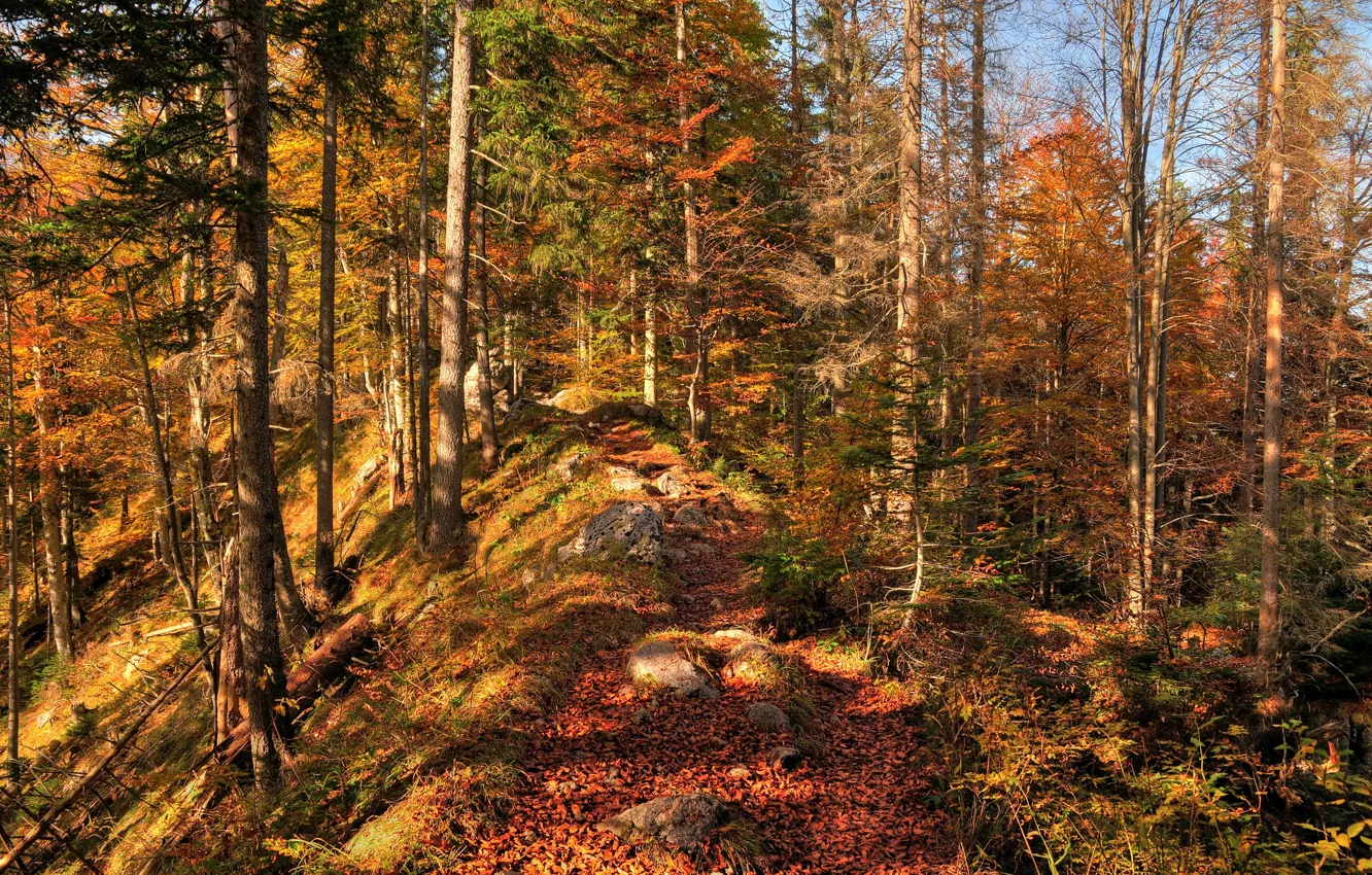 Photo wallpaper autumn, forest, leaves, trees, nature, colors, forest, falling leaves