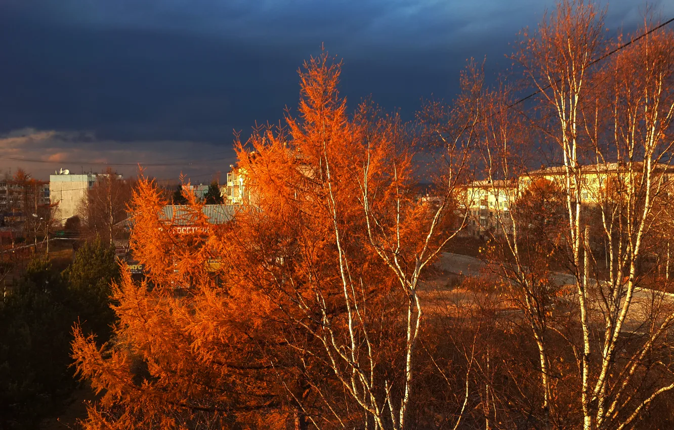 Photo wallpaper autumn, trees, dark sky