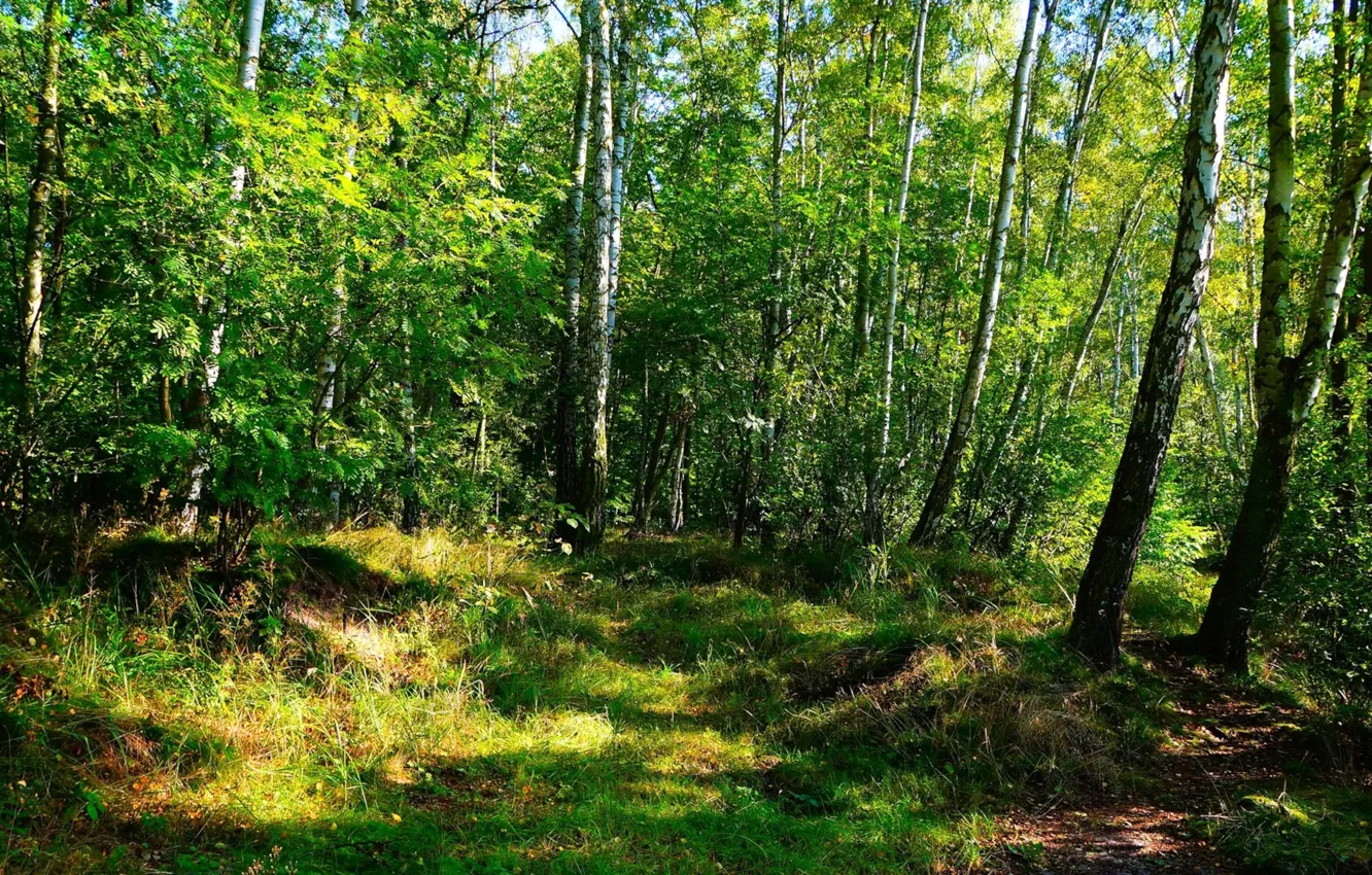 Photo wallpaper green, forest, park, tree