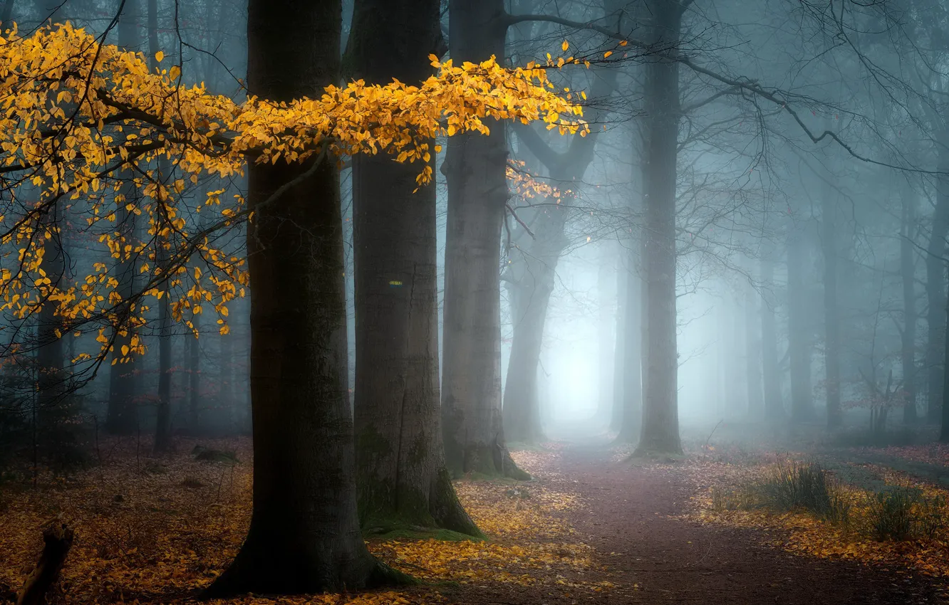 Photo wallpaper autumn, fog, Park