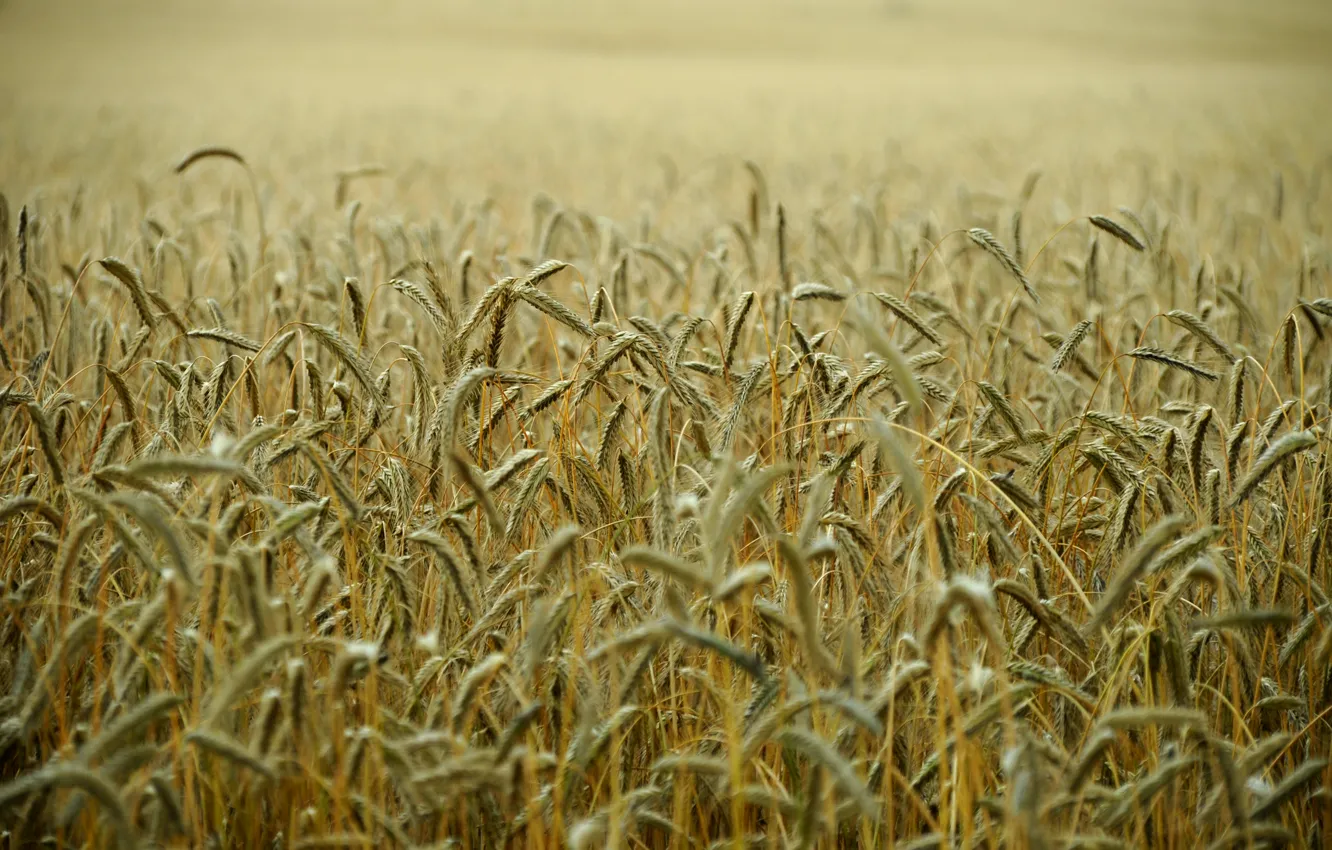 Photo wallpaper wheat, field, stems, wheat field
