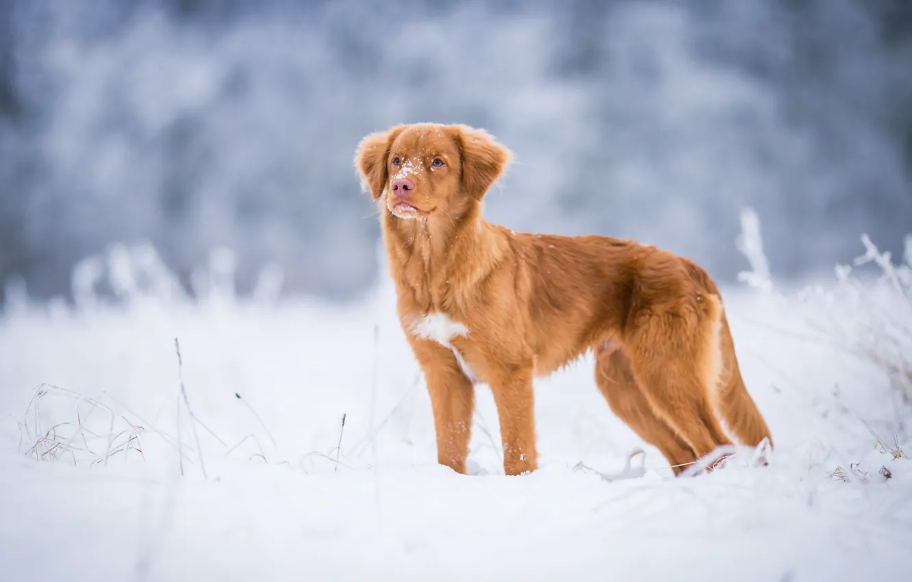 Photo wallpaper winter, frost, field, snow, nature, dog, red, puppy