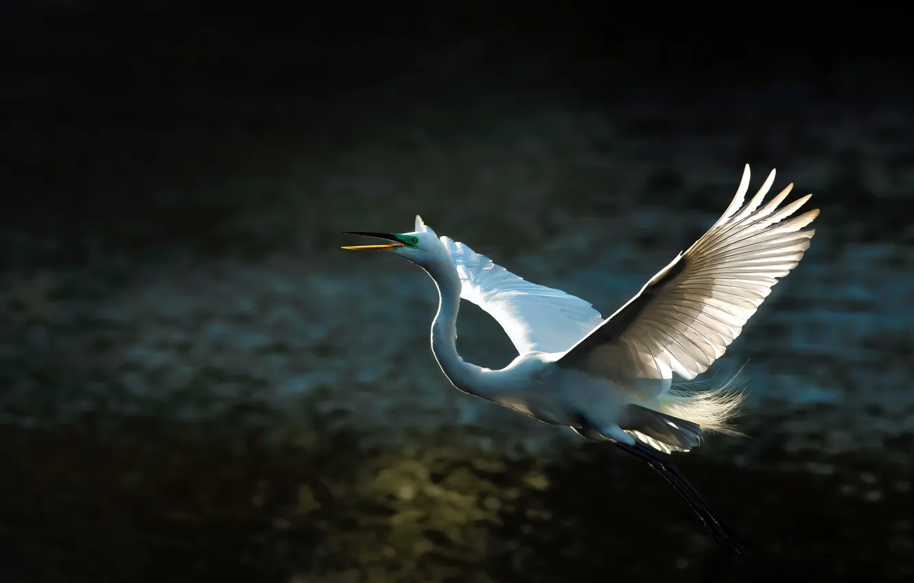 Photo wallpaper light, flight, the dark background, bird, wings, feathers, white, Heron