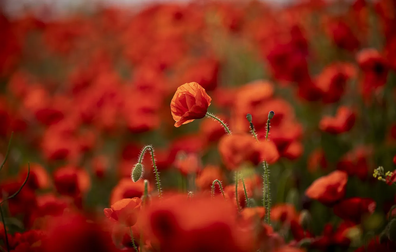 Photo wallpaper red, flowers, blur, bokeh, poppy field, Maki, summer