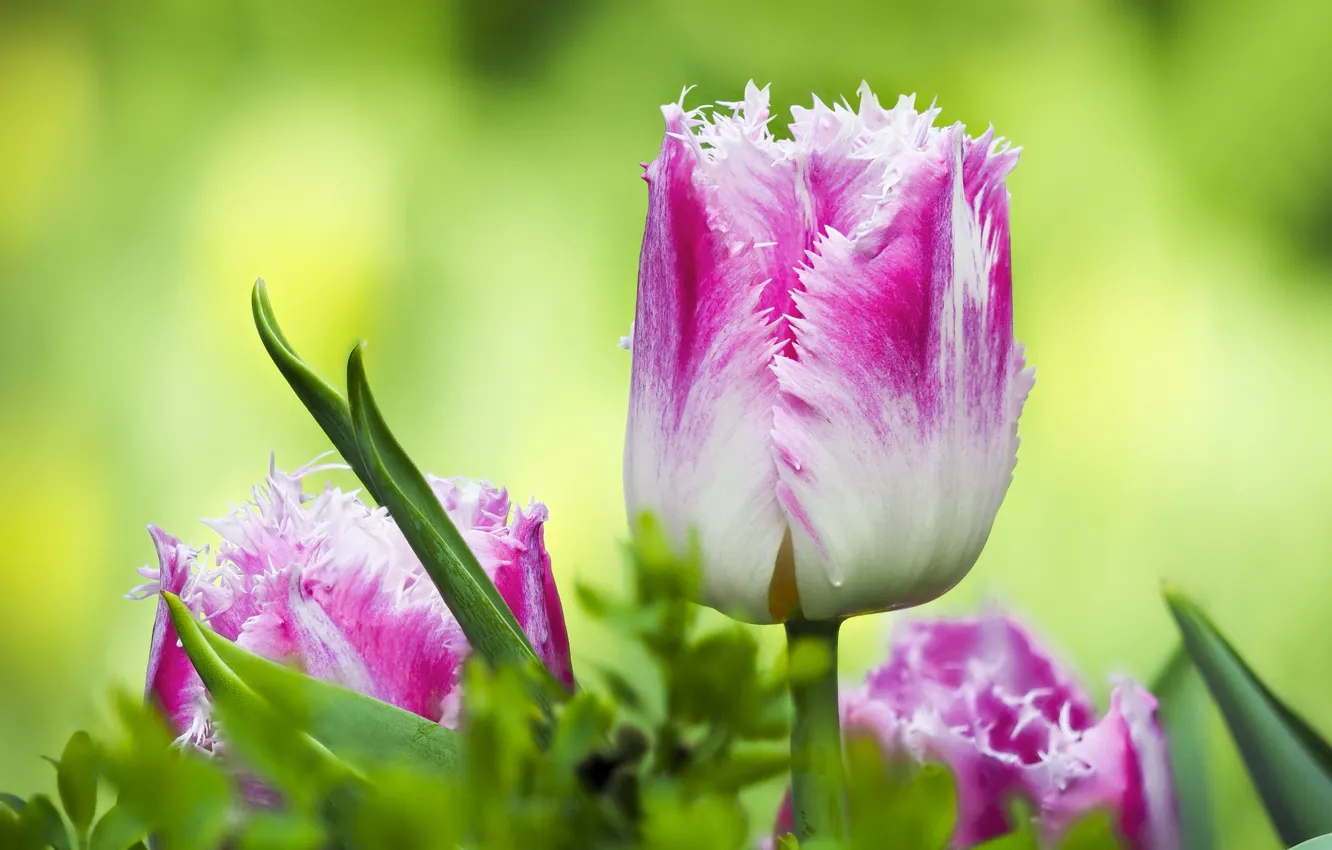 Photo wallpaper macro, tulips, buds