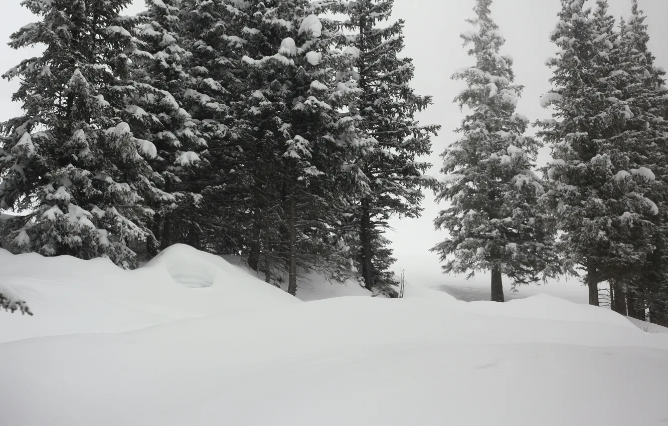 Photo wallpaper winter, snow, frost, the snow, winter, snow, frost