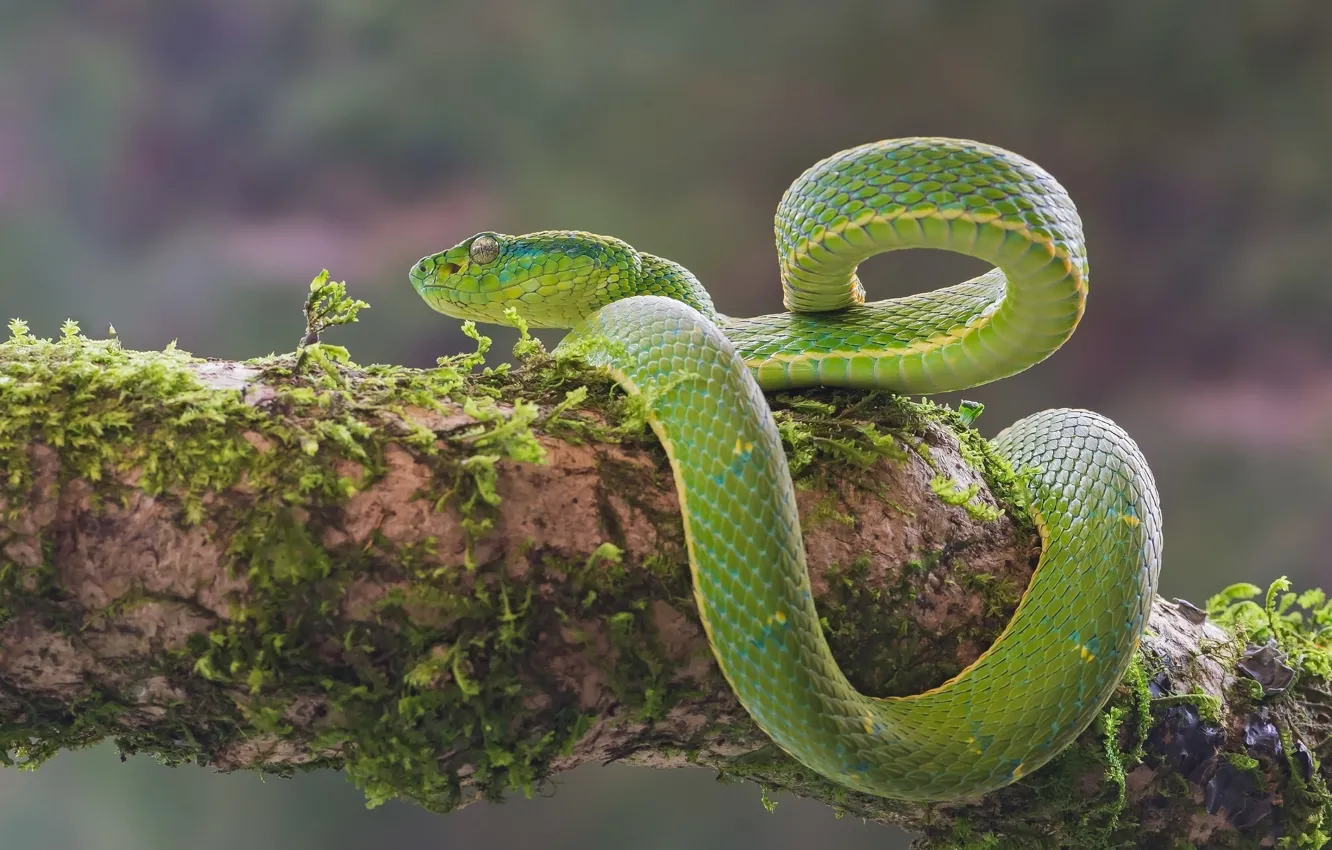Photo wallpaper moss, snake, green