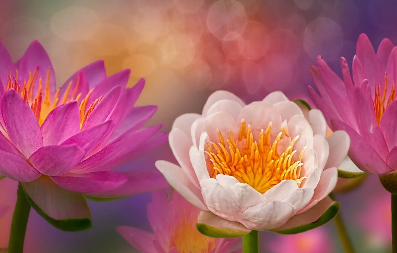 Photo wallpaper flowers, flowering, water lilies