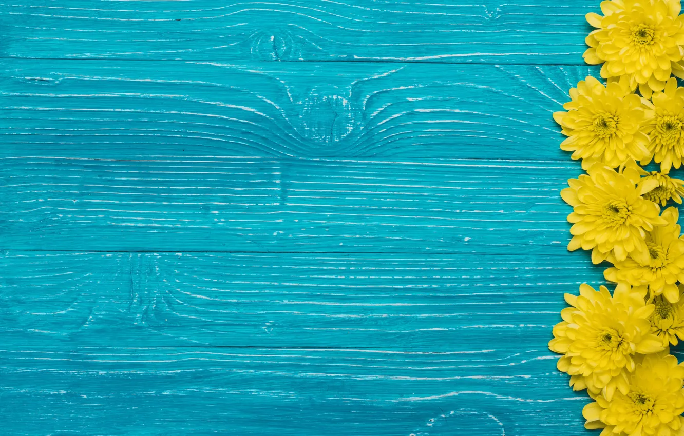 Photo wallpaper flowers, background, chrysanthemum, flowers, background, chrysanthemums