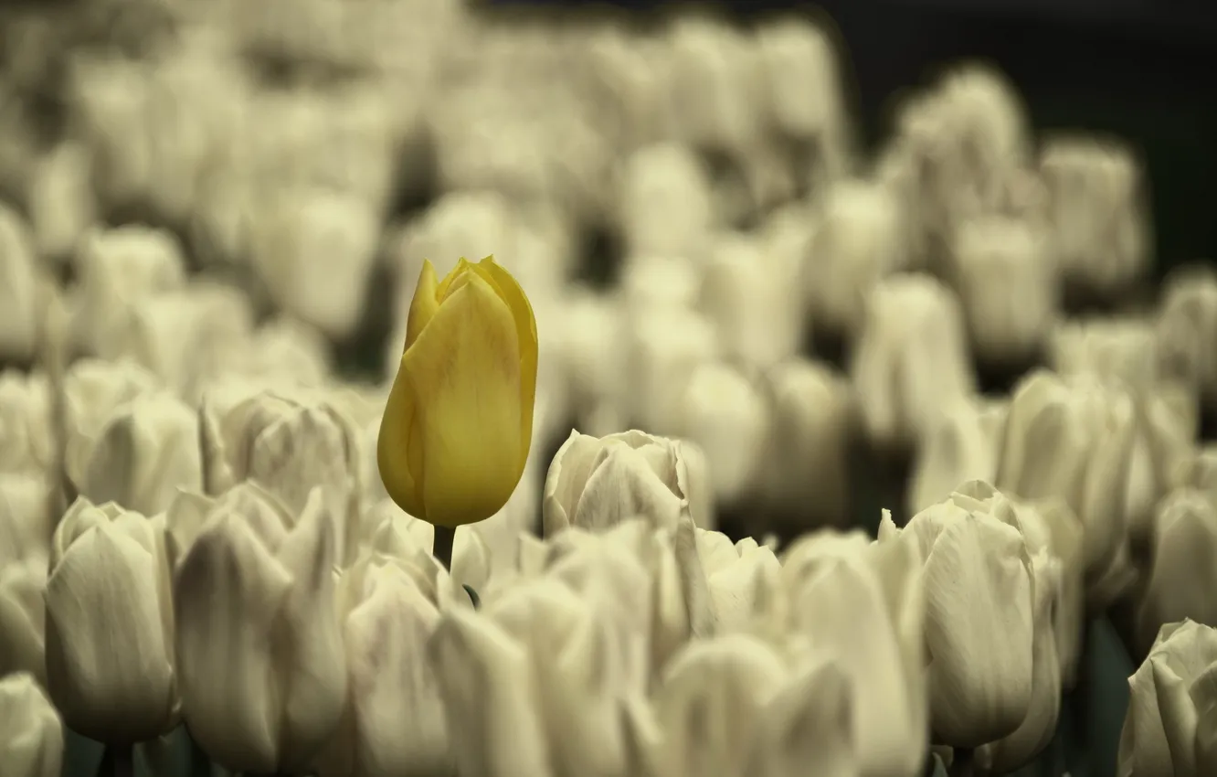 Photo wallpaper flowers, nature, tulips