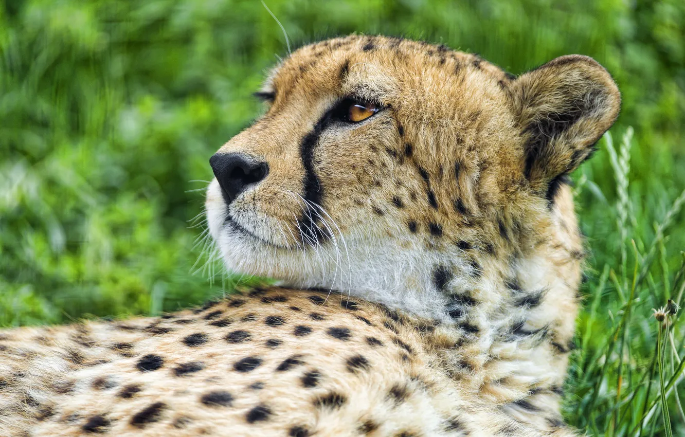 Photo wallpaper cat, face, Cheetah, profile, ©Tambako The Jaguar