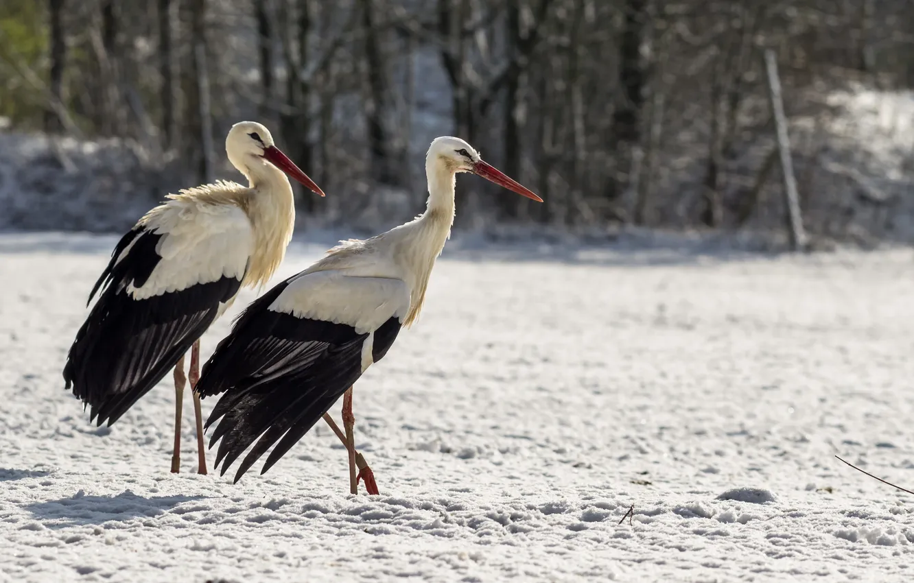 Photo wallpaper winter, bird, stork