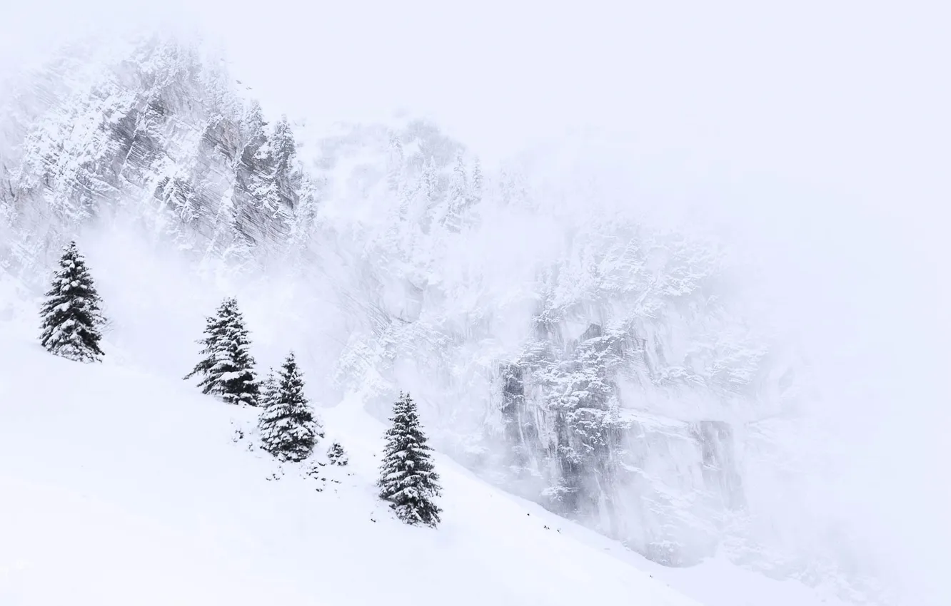 Photo wallpaper winter, snow, trees