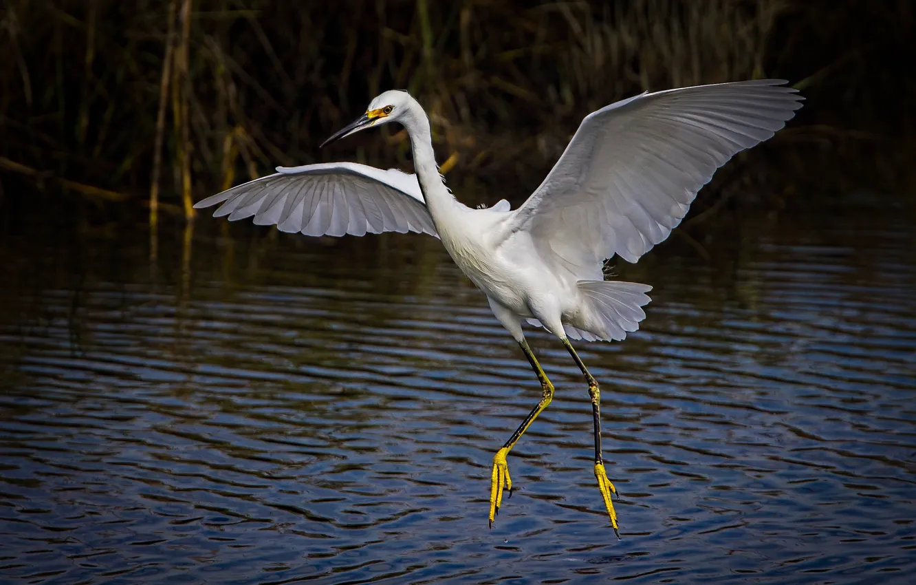 Photo wallpaper bird, wings, white American egret