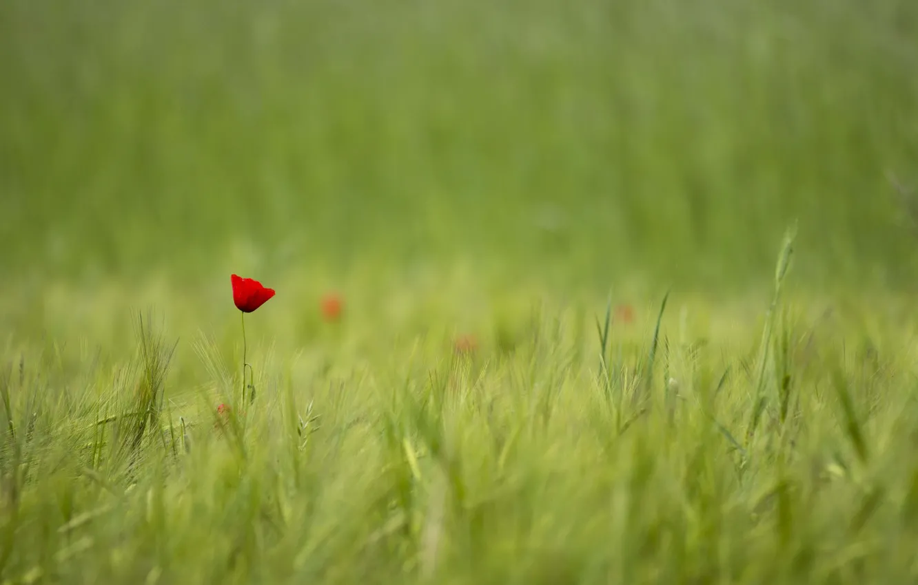 Photo wallpaper field, red, one, Mac, Flower, blur