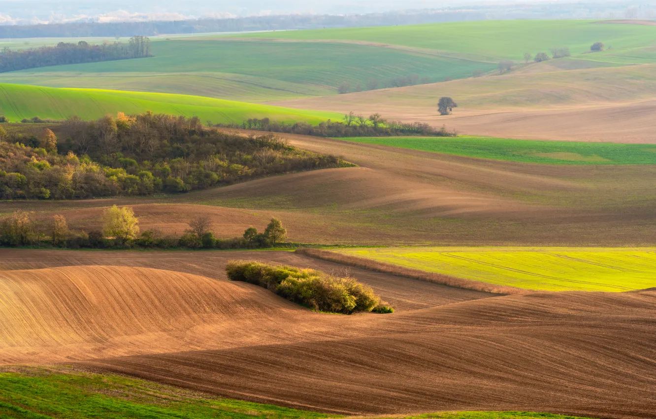 Photo wallpaper field, beautiful, view, relaxing, crops