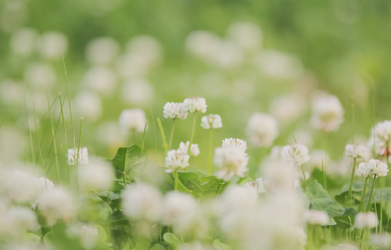 Photo wallpaper greens, white, summer, grass, leaves, flowers, nature, glade