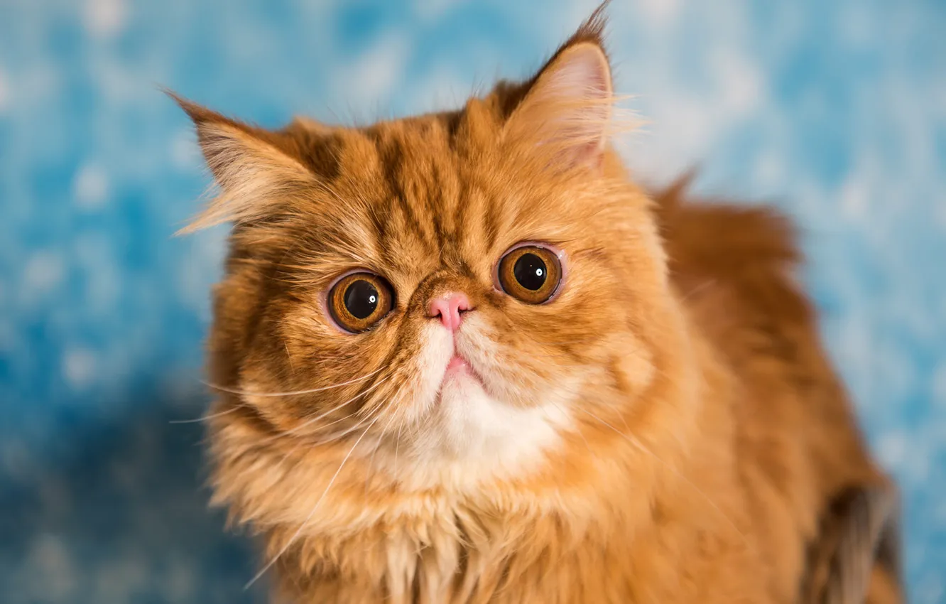 Photo wallpaper cat, cat, look, pose, portrait, red, blue background, bokeh