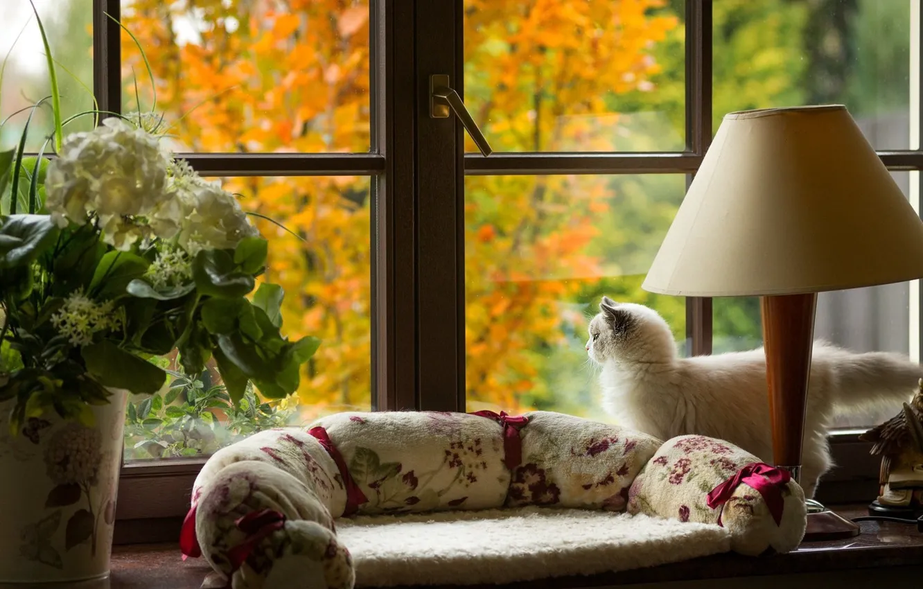 Photo wallpaper autumn, cat, room, window, lamp