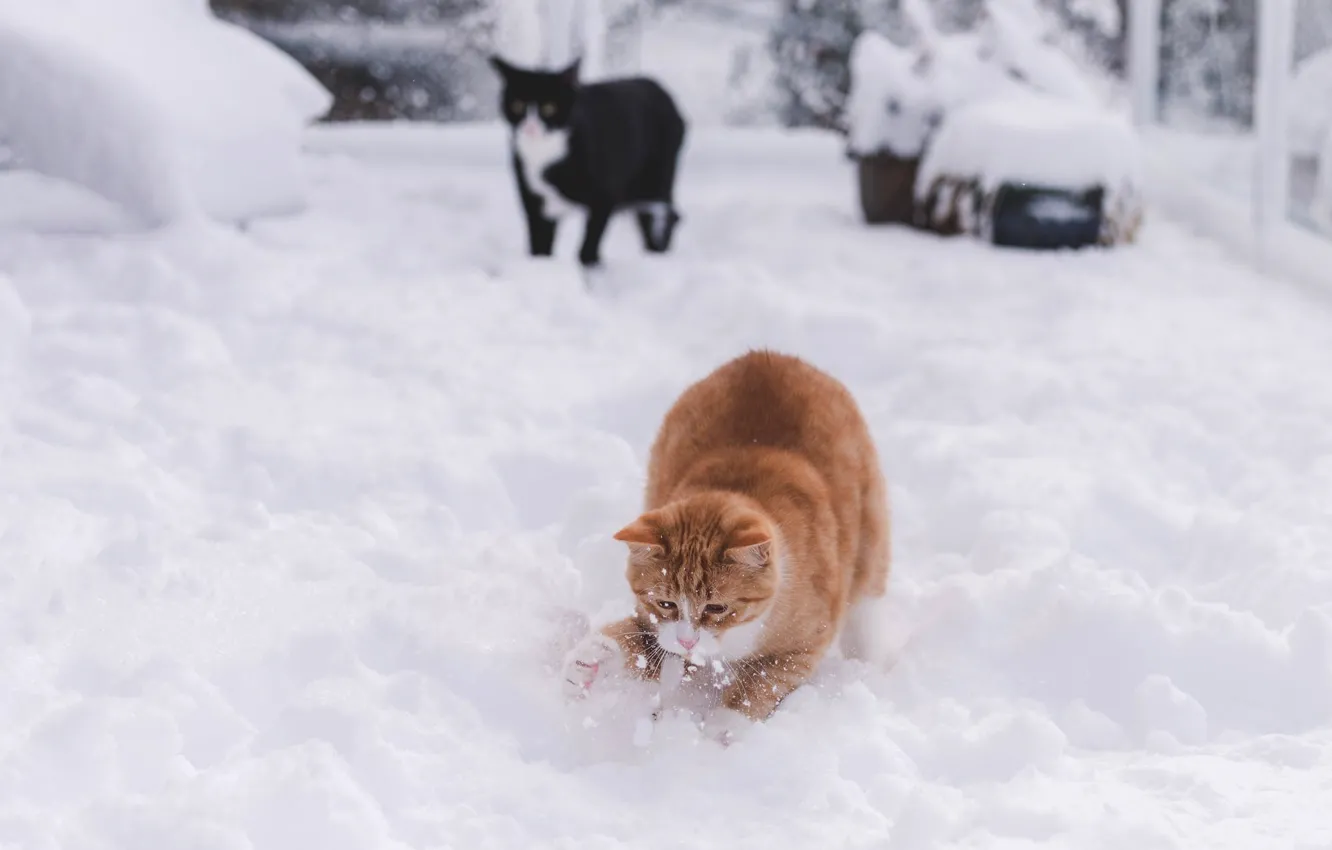 Photo wallpaper winter, cat, cat, look, snow, pose, black, the game
