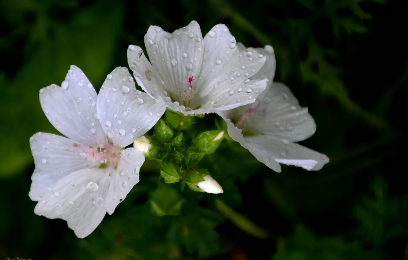 Photo wallpaper summer, drops, flowers, nature