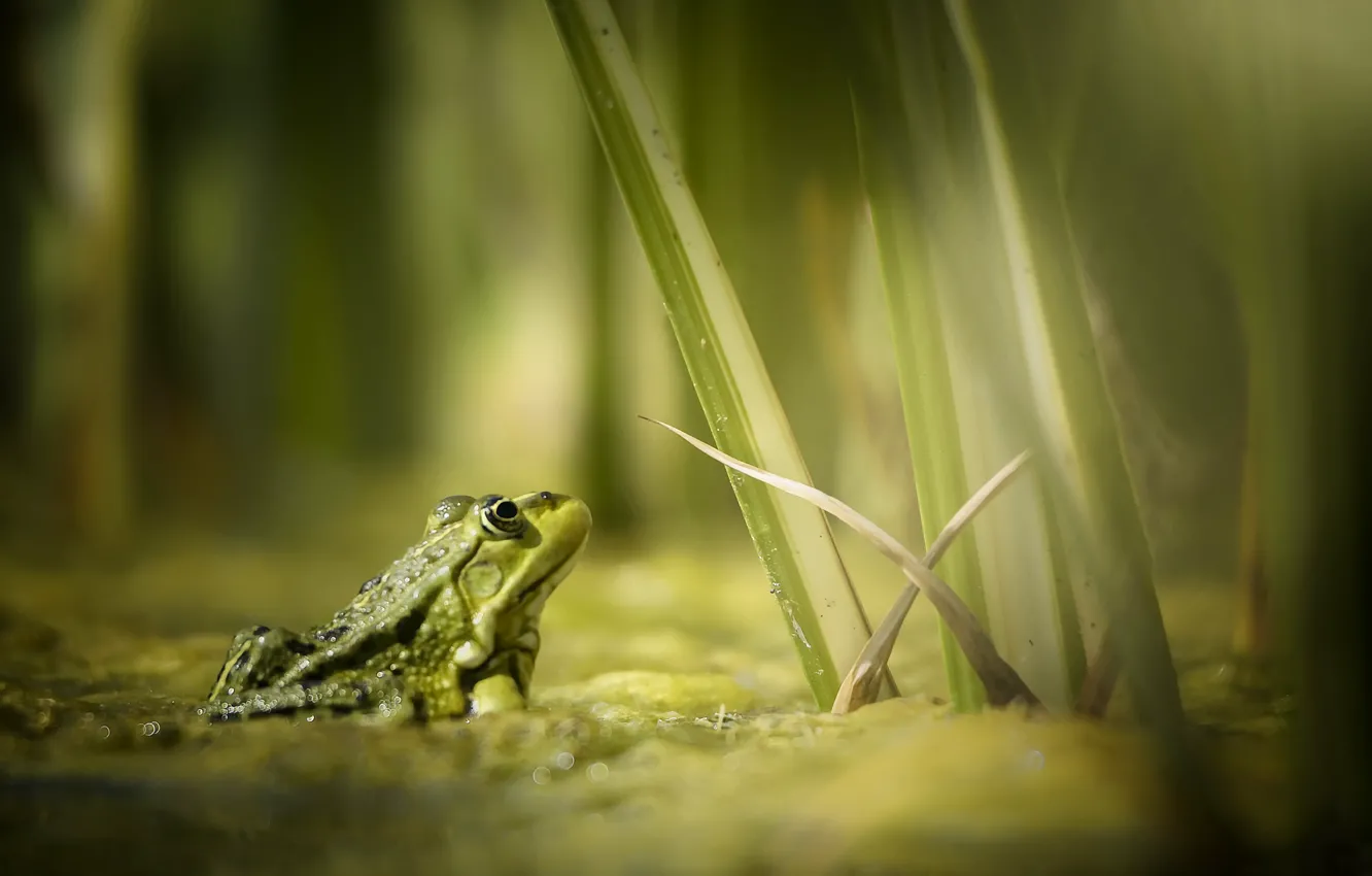 Photo wallpaper nature, pond, frog