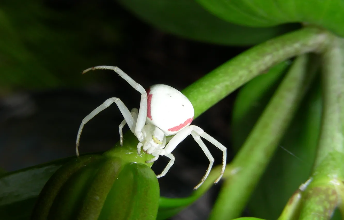Photo wallpaper nature, night, leaves, macro, Spider, darkness, fullscreen, hd