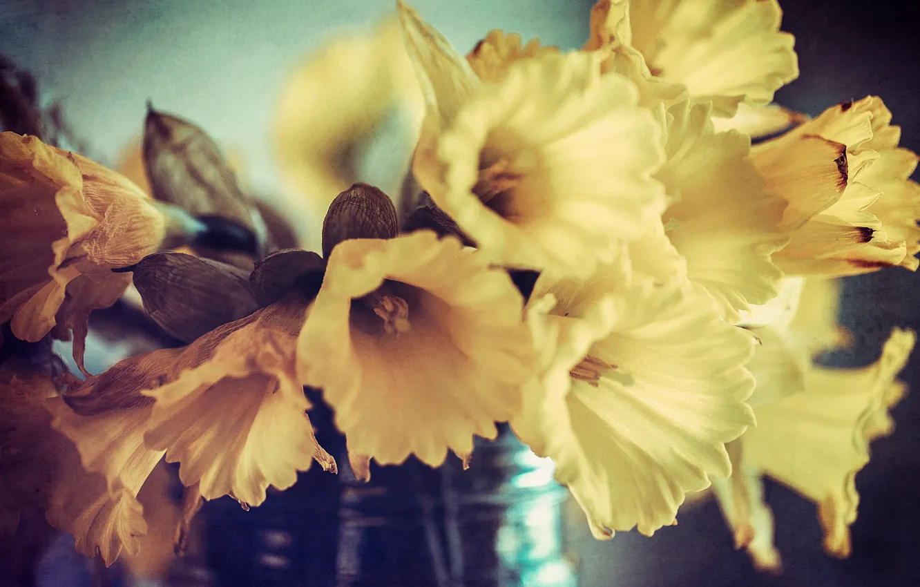 Photo wallpaper macro, bouquet, daffodils