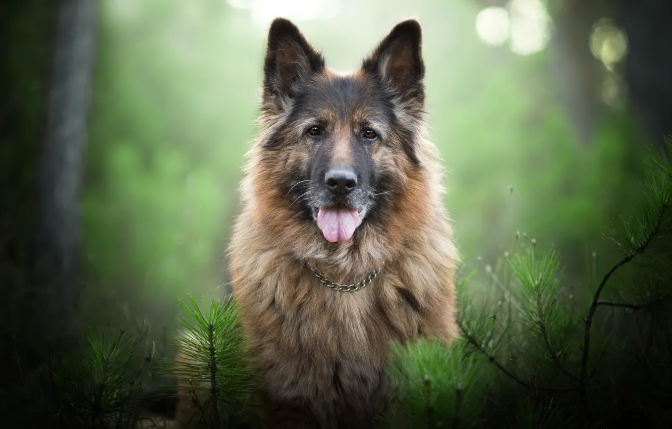 Photo wallpaper look, face, branches, portrait, dog, bokeh, German shepherd