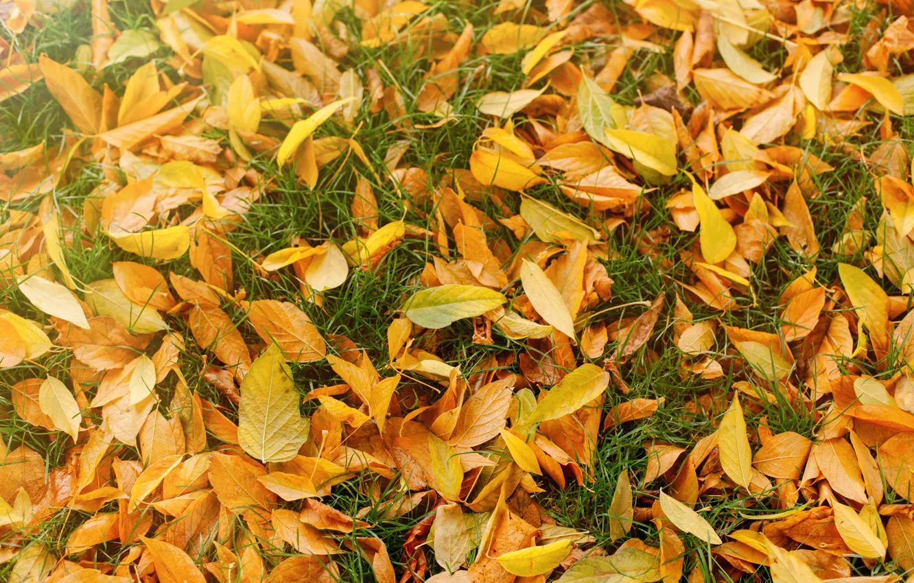 Photo wallpaper autumn, grass, leaves, yellow, background, colorful, lawn, yellow