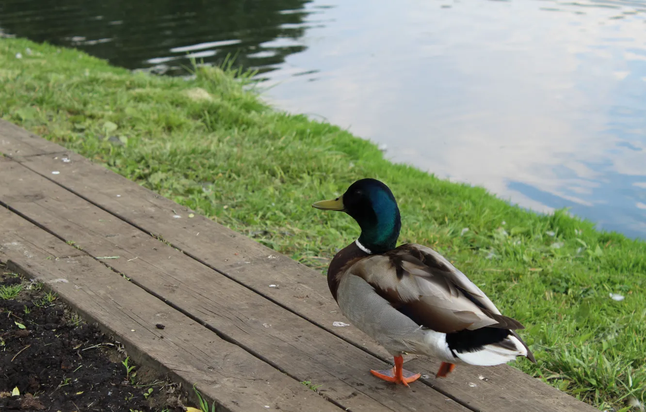 Photo wallpaper lake, duck, Drake, Mallard