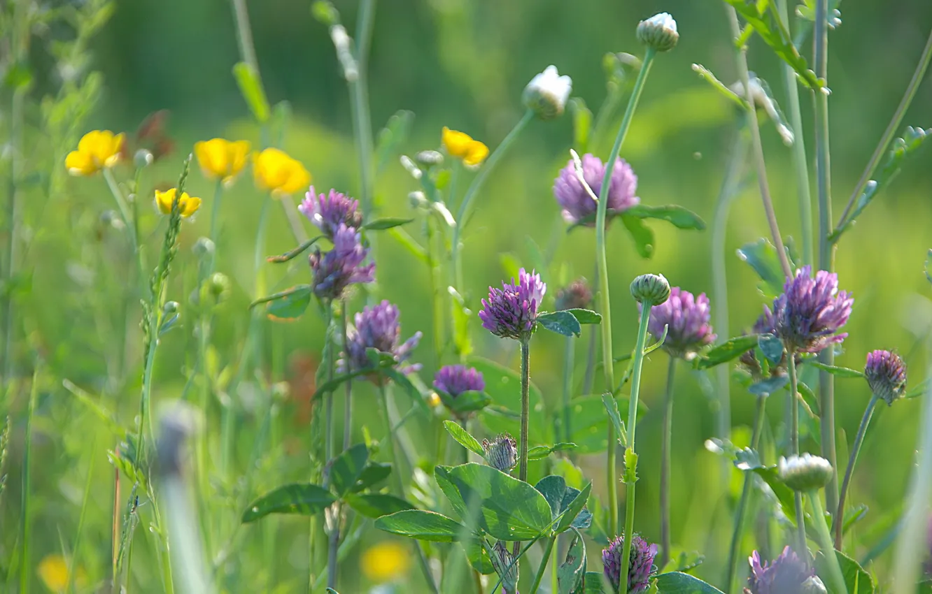 Photo wallpaper field, nature, clover