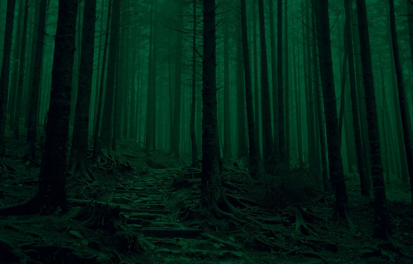 Photo wallpaper forest, trees, nature, path