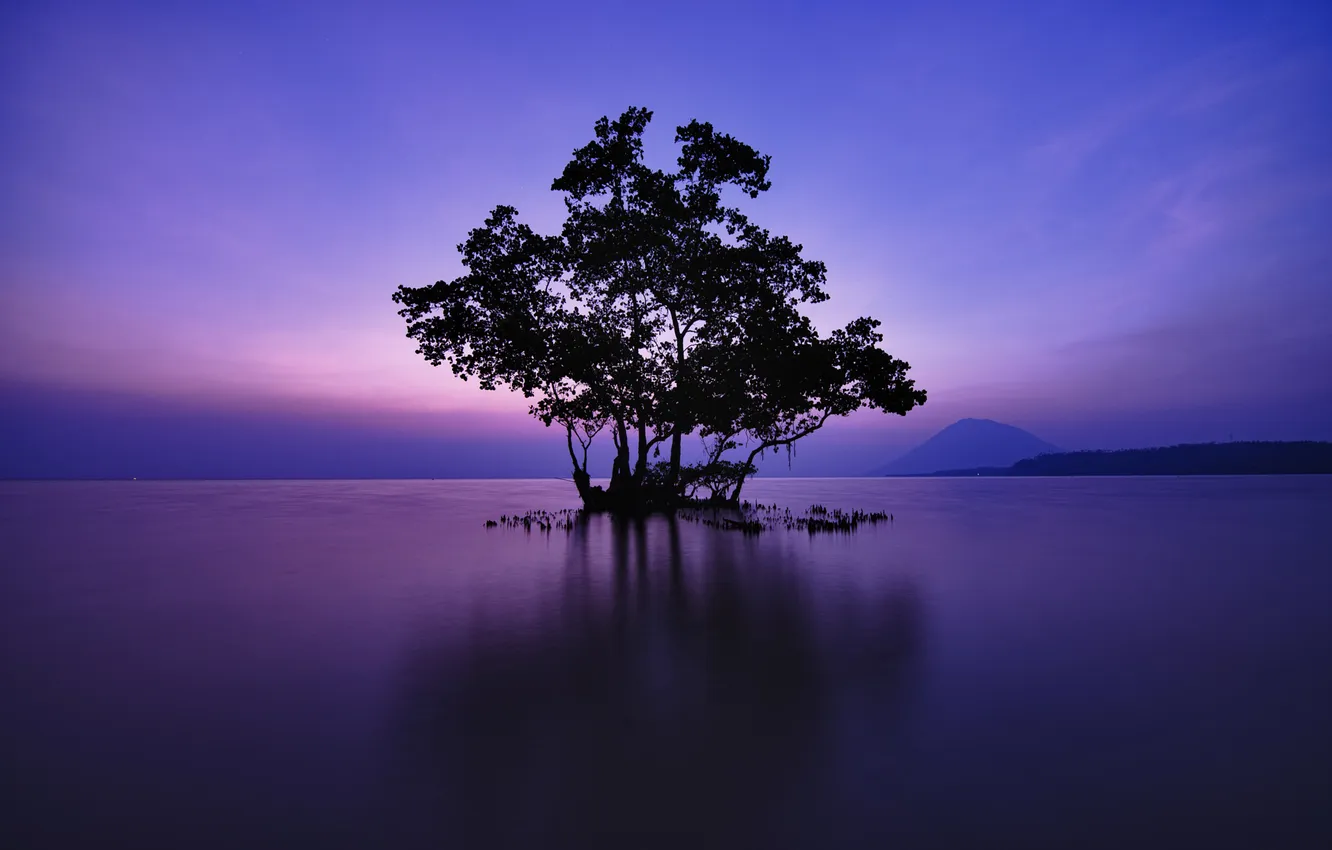 Photo wallpaper trees, nature, lake, the evening